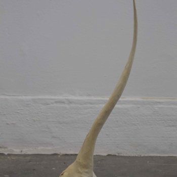 http://www.maikosugano.com/files/gimgs/th-23__MG_3664l_v2.jpg
